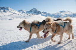 Выбрать Гренландская собака на Бирже домашних животных | Pet Yes
