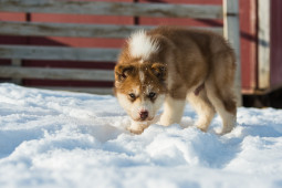 Гренландская собака на Бирже домашних животных | Pet Yes
