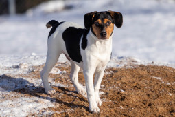 Найти Датско-шведская фермерская собака на Бирже домашних животных | Pet Yes