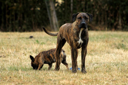Найти Древесная теннессийская тигровая собака на Бирже домашних животных | Pet Yes