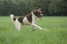 Найти Дрентская куропаточная собака на Бирже домашних животных | Pet Yes