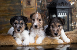 Выбрать Жесткошерстный фокстерьер на Бирже домашних животных | Pet Yes