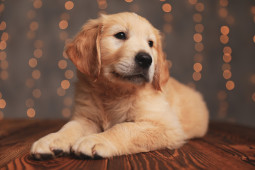 Золотистый ретривер на Бирже домашних животных | Pet Yes