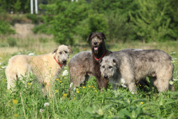 Выбрать Ирландский волкодав на Бирже домашних животных | Pet Yes