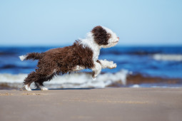 Найти Испанская водяная собака на Бирже домашних животных | Pet Yes