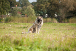 Найти Кавказская овчарка на Бирже домашних животных | Pet Yes