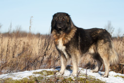 Выбрать Кавказская овчарка на Бирже домашних животных | Pet Yes