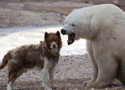 Выбрать Канадская эскимосская собака на Бирже домашних животных | Pet Yes