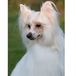 Купить Китайская хохлатая собака паудерпуфф на Бирже домашних животных | Pet Yes