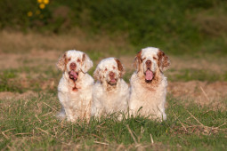 Найти Кламбер-спаниель на Бирже домашних животных | Pet Yes