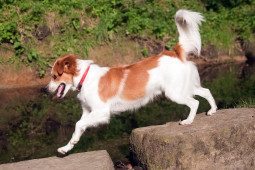 Найти Кромфорлендер гладкошерстный на Бирже домашних животных | Pet Yes