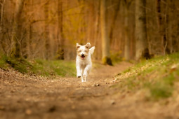 Найти Кромфорлендер жесткошерстный на Бирже домашних животных | Pet Yes