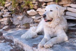 Выбрать Кувас на Бирже домашних животных | Pet Yes