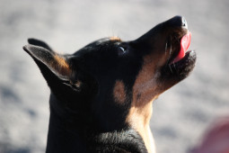 Выбрать Ланкаширский хилер на Бирже домашних животных | Pet Yes