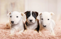 Фото Миниатюрный бультерьер на Бирже домашних животных | Pet Yes