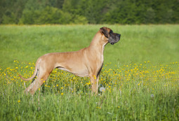 Выбрать Немецкий дог на Бирже домашних животных | Pet Yes