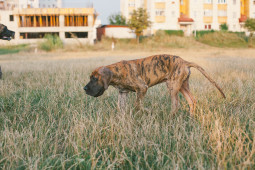 Немецкий дог на Бирже домашних животных | Pet Yes