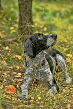 Найти Немецкий дратхаар на Бирже домашних животных | Pet Yes