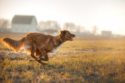 Фото Новошотландский ретривер на Бирже домашних животных | Pet Yes