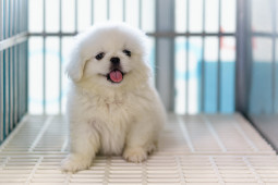 Фото Пекинес на Бирже домашних животных | Pet Yes