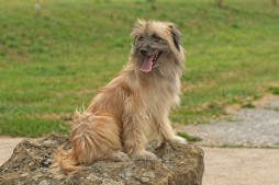 Найти Пиренейская овчарка длинношерстная на Бирже домашних животных | Pet Yes