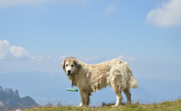 Выбрать Румынская карпатская овчарка на Бирже домашних животных | Pet Yes