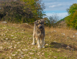 Румынская карпатская овчарка на Бирже домашних животных | Pet Yes