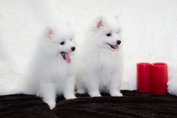 Найти Японский шпиц на Бирже домашних животных | Pet Yes
