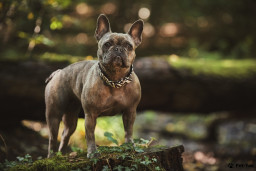 Найти Французский бульдог на Бирже домашних животных | Pet Yes