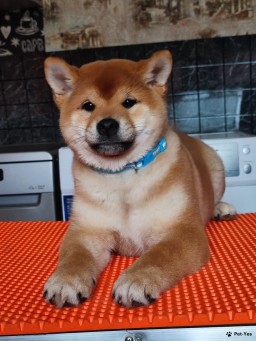 Щенок Сиба-ину года, месяцев купить Тамбов Pet-Yes