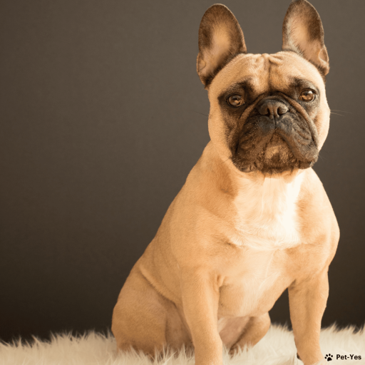 Купить Французский бульдог на Бирже домашних животных | Pet Yes