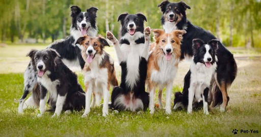Выбрать Бордер-колли на Бирже домашних животных | Pet Yes