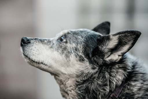 Купить Австралийская короткохвостая пастушья собака на Бирже домашних животных | Pet Yes