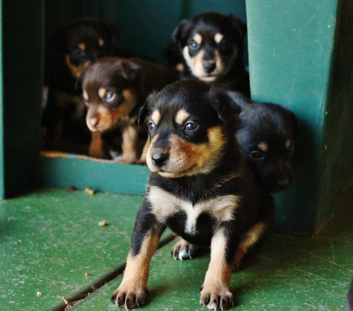 Фото Австралийский келпи на Бирже домашних животных | Pet Yes