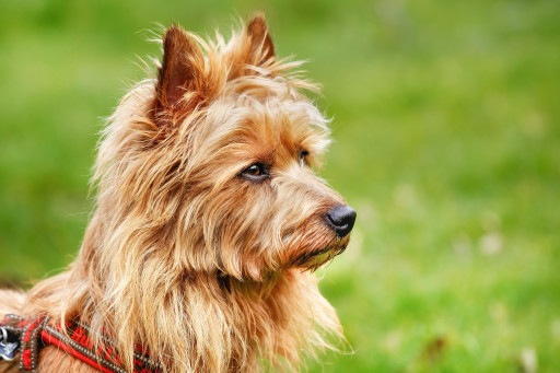 Купить Австралийский терьер на Бирже домашних животных | Pet Yes