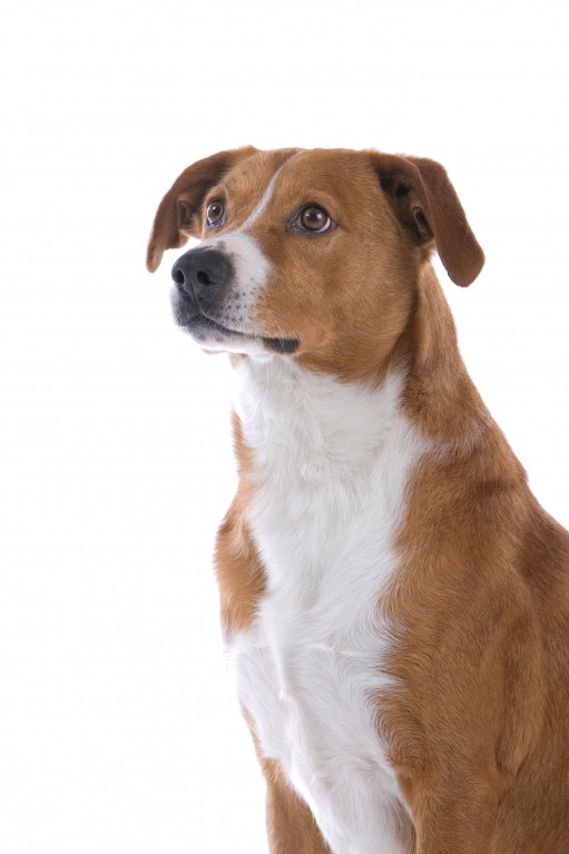 Купить Австрийский пинчер на Бирже домашних животных | Pet Yes