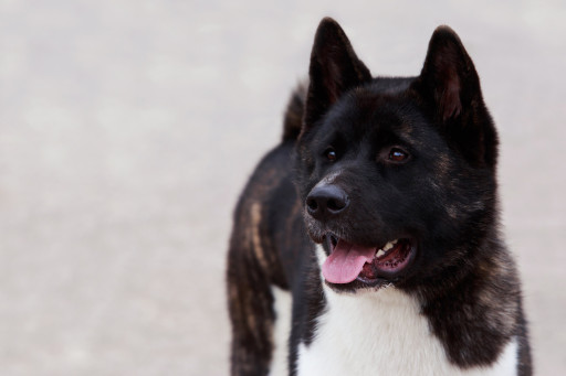 Купить Американская акита, большая японская собака на Бирже домашних животных | Pet Yes