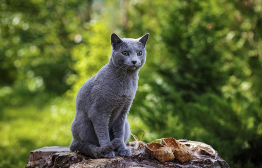 Выбрать Русская голубая на Бирже домашних животных | Pet Yes