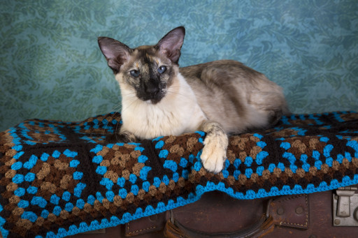 Купить Сейшельская длинношерстная на Бирже домашних животных | Pet Yes