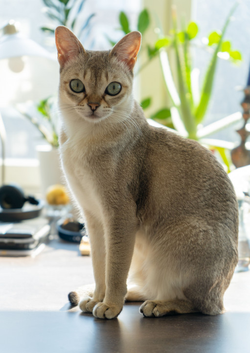 Выбрать Сингапурская на Бирже домашних животных | Pet Yes