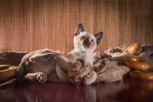 Найти Тонкинская, тонкинез на Бирже домашних животных | Pet Yes