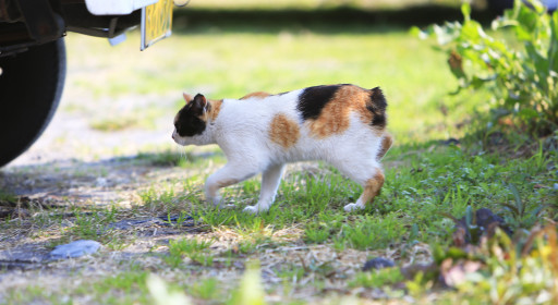 Найти Японский бобтейл короткошерстный на Бирже домашних животных | Pet Yes