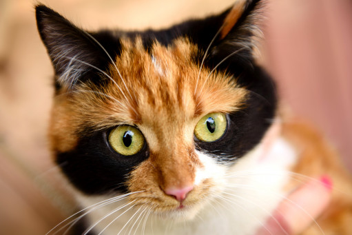 Выбрать Японский бобтейл короткошерстный на Бирже домашних животных | Pet Yes