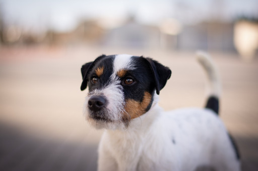 Купить Парсон-рассел-терьер на Бирже домашних животных | Pet Yes