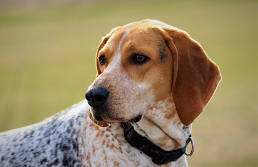 Купить Американский английский кунхаунд на Бирже домашних животных | Pet Yes