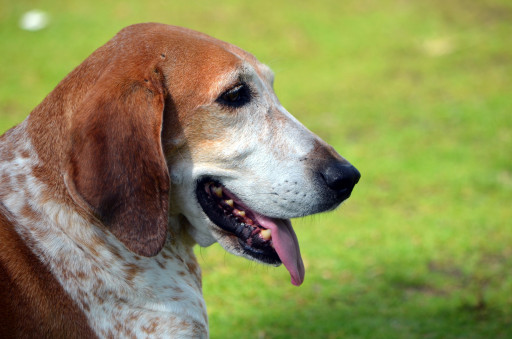 Выбрать Американский английский кунхаунд на Бирже домашних животных | Pet Yes