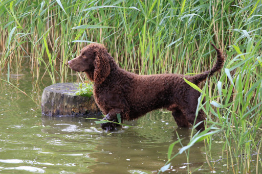 Найти Американский водяной спаниель на Бирже домашних животных | Pet Yes