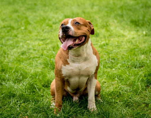 Купить Американский стаффордширский терьер на Бирже домашних животных | Pet Yes