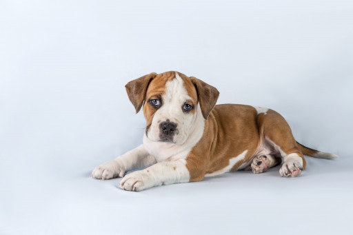 Фото Американский стаффордширский терьер на Бирже домашних животных | Pet Yes