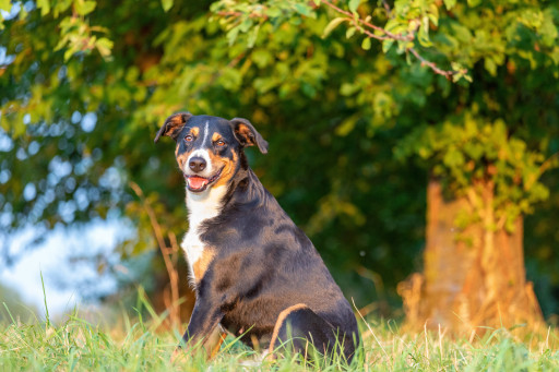 Выбрать Аппенцеллер зенненхунд на Бирже домашних животных | Pet Yes